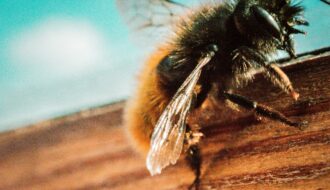 How Long Should a Bee Sting Itch