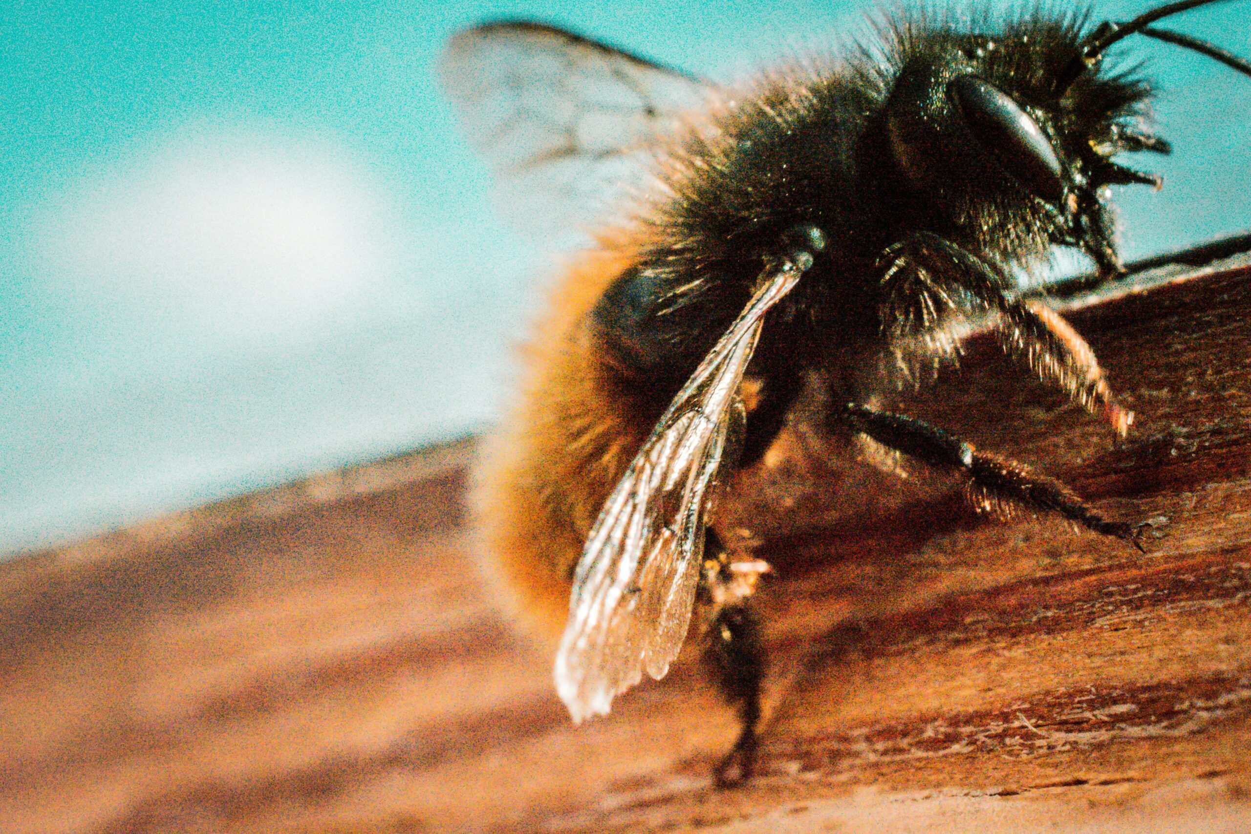 How Long Should a Bee Sting Itch